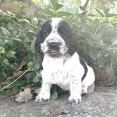 イングリッシュコッカースパニエル