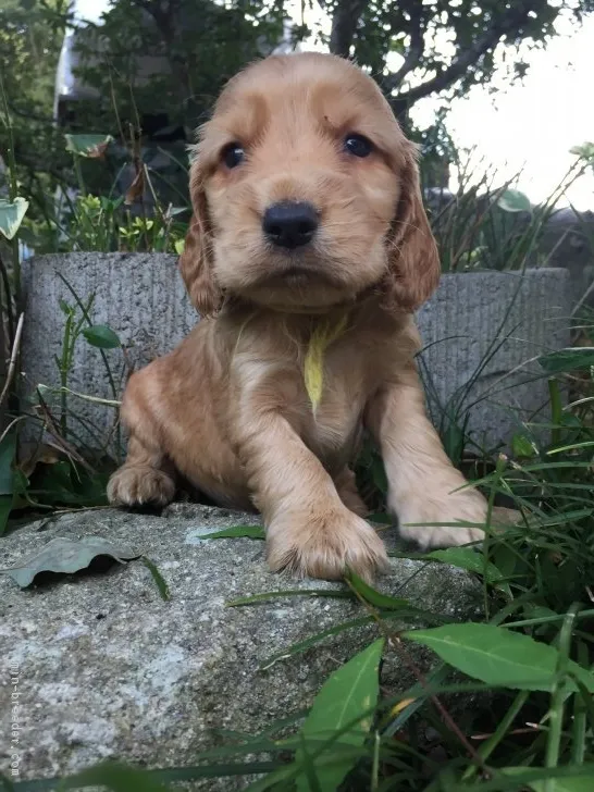 ID:1808-01736の子犬