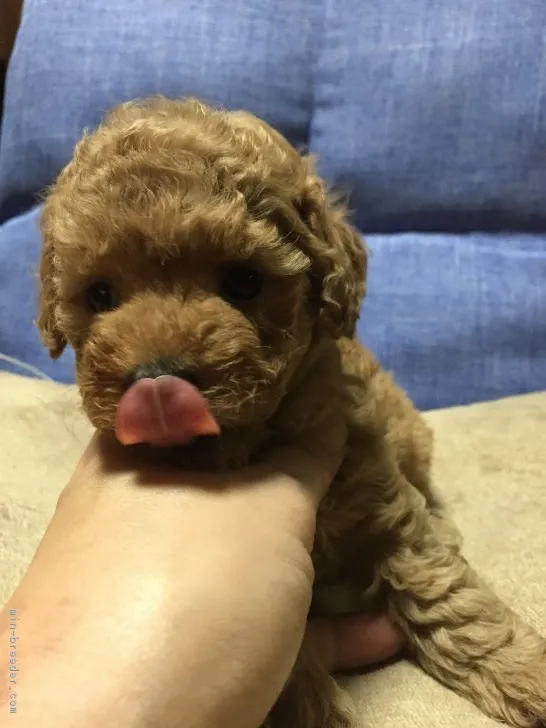 ID：1903-01093の子犬