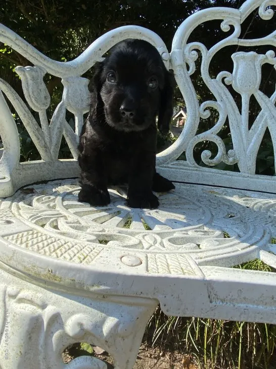 ID:2107-02565の子犬