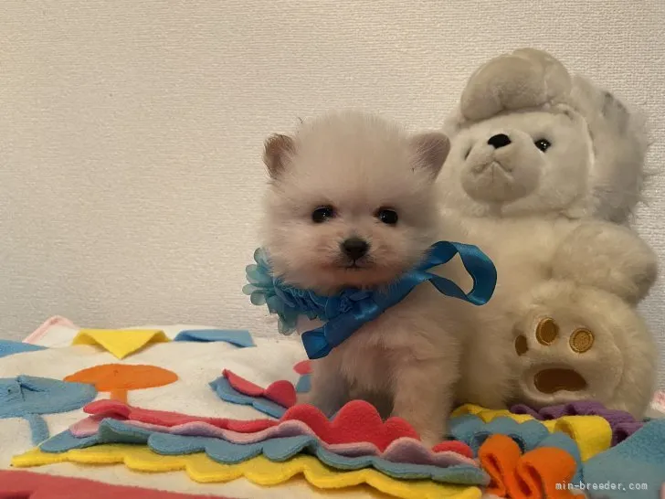 ID:2201-01291の子犬