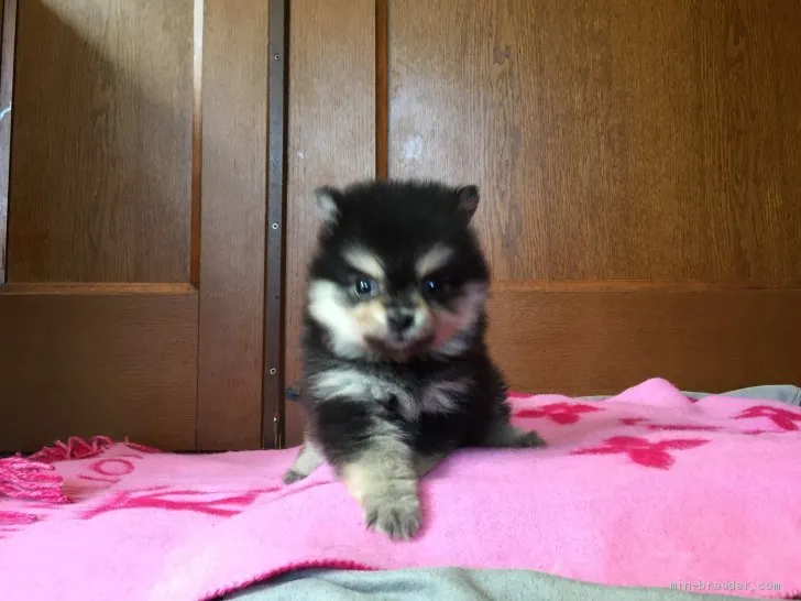 ID:1904-00765の子犬