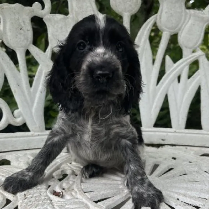 ID:2308-00682の子犬