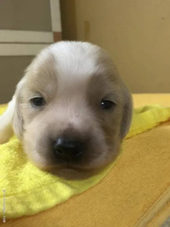 ID：1804-01369の子犬