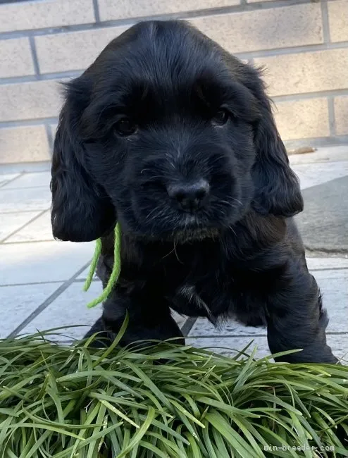 ID：2101-00953の子犬