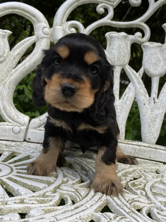 ID:2105-01364の子犬
