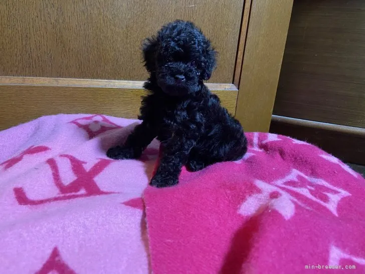 ID：2107-00888の子犬