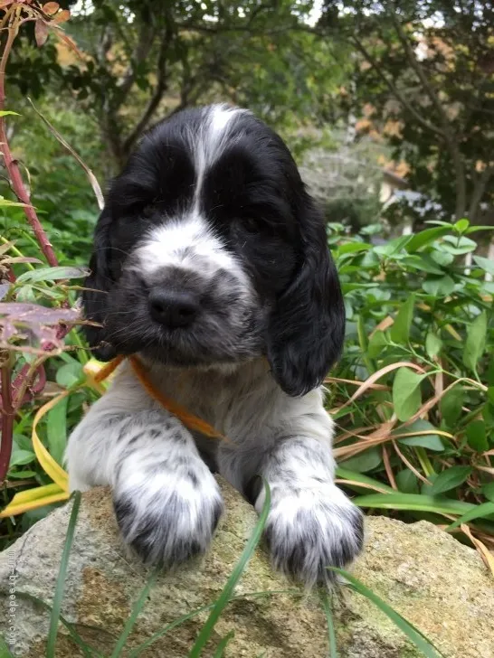 ID：1811-02409の子犬
