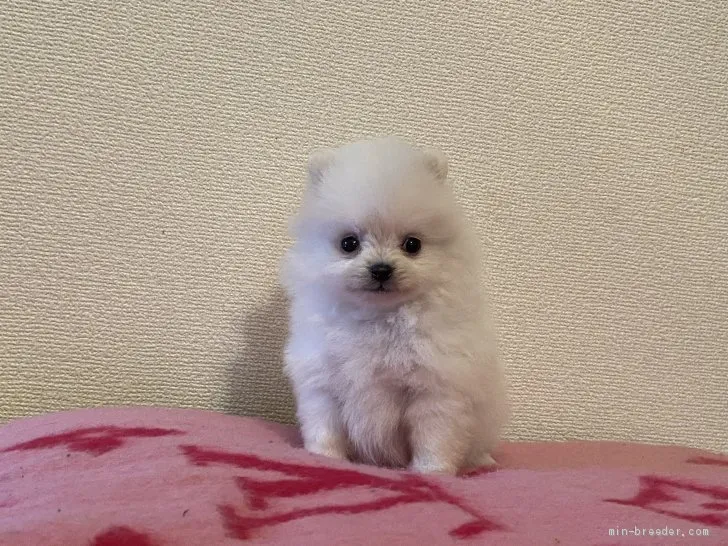 ms0214 様のお迎えした子犬