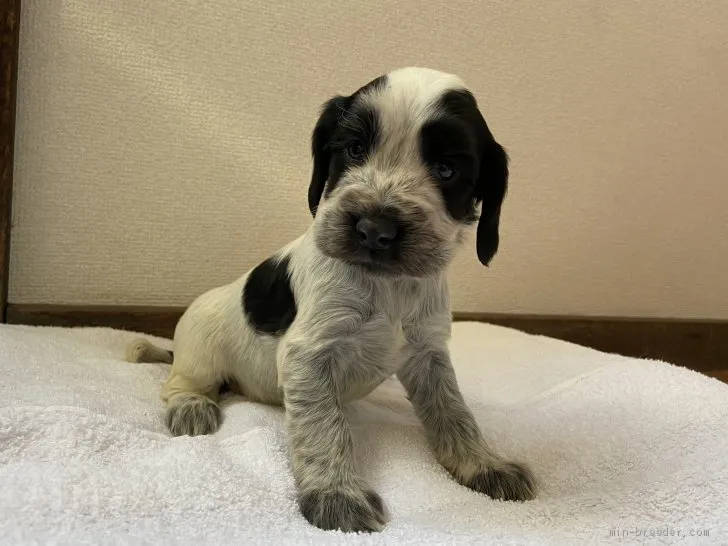 ID：2002-02518の子犬