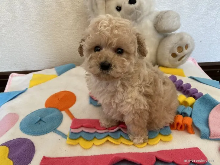 T.H 様のお迎えした子犬