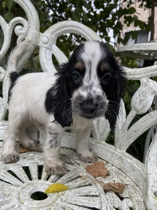 ID:2109-01035の子犬