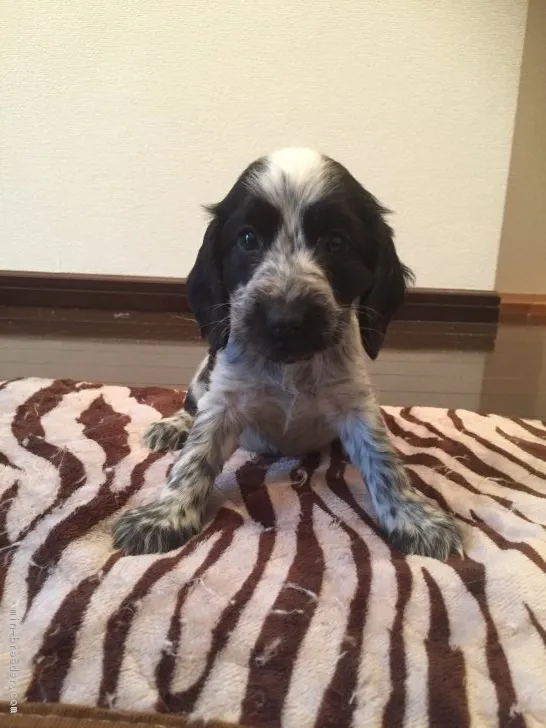 ID：1802-02103の子犬