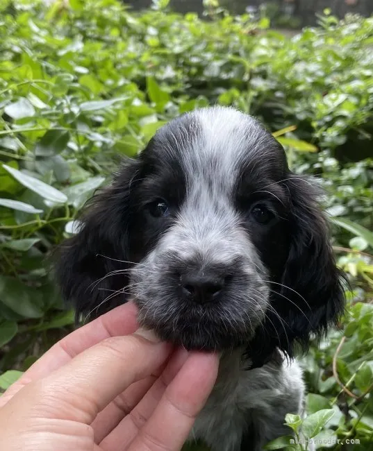 ID：2109-01652の子犬