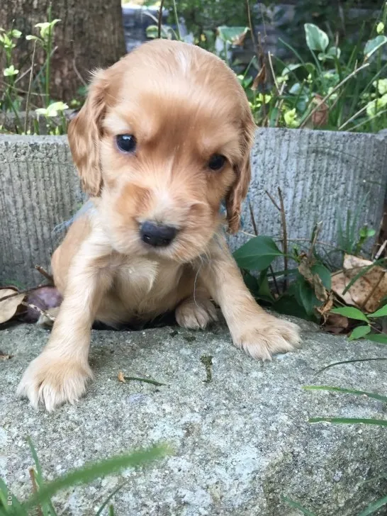 ID:1808-01739の子犬