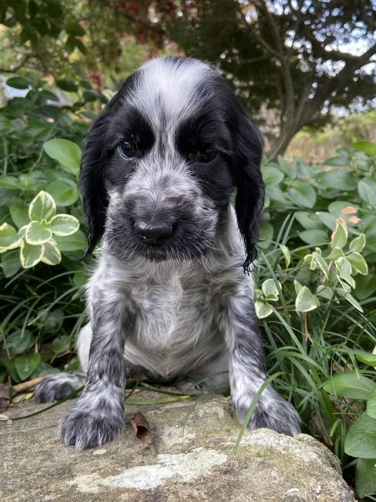 ID:1911-02031の子犬
