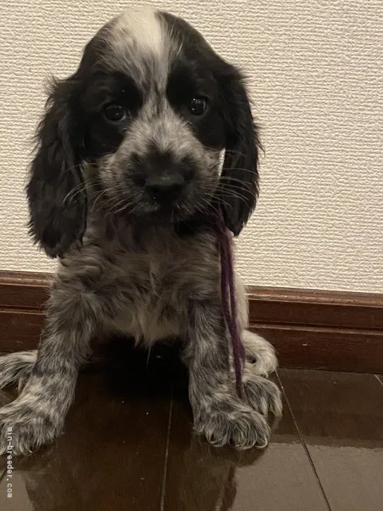 ID:2011-00892の子犬