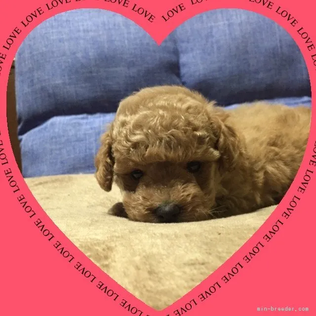 ID:1903-01091の子犬