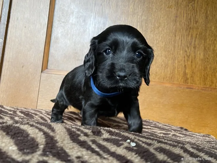 ID：2002-01955の子犬