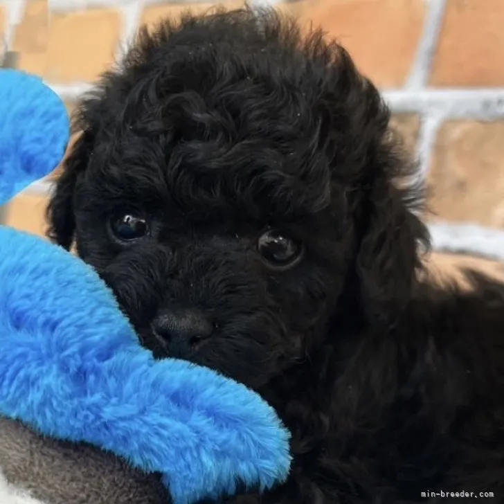 ID:2304-02350の子犬