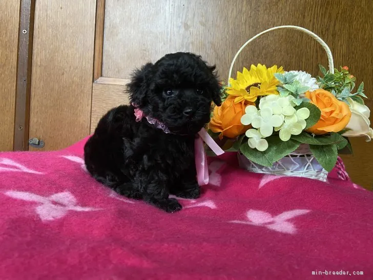 ID：2005-00810の子犬