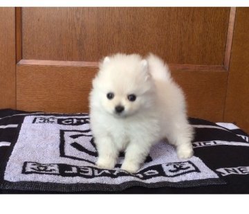 ポメラニアン【兵庫県・男の子・2019年4月21日・ホワイト】の写真「小ぶりな男の子」