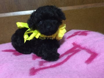 トイプードル(ティーカップ)【兵庫県・女の子・2019年4月16日・ブラック】の写真「小さな可愛い女の子」