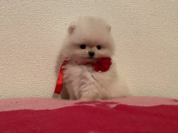 ポメラニアン【兵庫県・女の子・2021年5月15日・クリーム】の写真「可愛いお顔のフワモコちゃん」