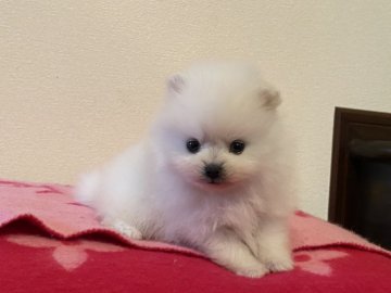 ポメラニアン【兵庫県・男の子・2021年2月16日・ホワイト】の写真「脚の短いふわふわの男の子」