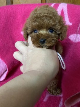 トイプードル(タイニー)【兵庫県・女の子・2020年12月1日・レッド】の写真「おめめキュルルンとした女の子💕」