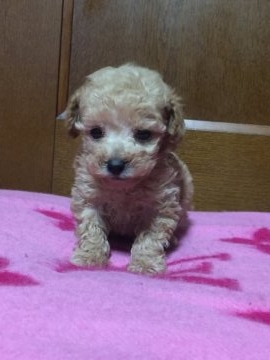 トイプードル(タイニー)【兵庫県・男の子・2018年12月5日・アプリ】の写真「おメメクリクリの男前君」