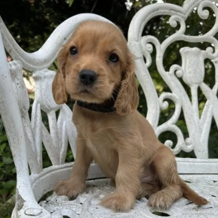 ID：2208-00530の子犬