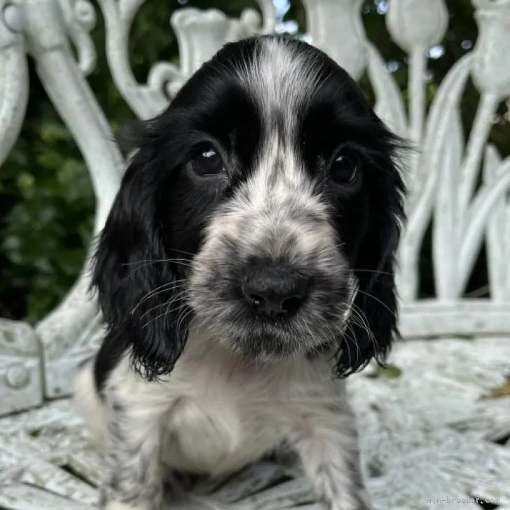 ID：2207-02350の子犬