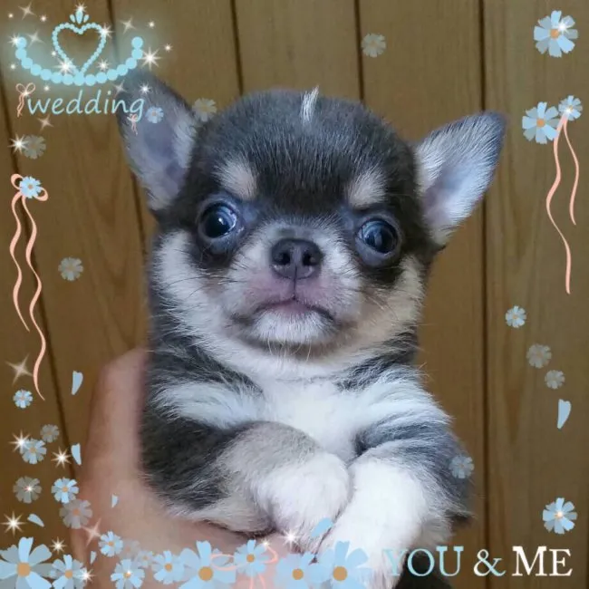 ID：1608-00534の子犬