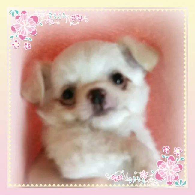 ID:1608-00111の子犬