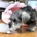 ミニチュアシュナウザー【大阪府・男の子・2024年11月20日・ソルト&ペッパー】の写真10