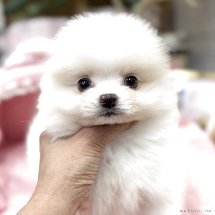 ブリーダー画像