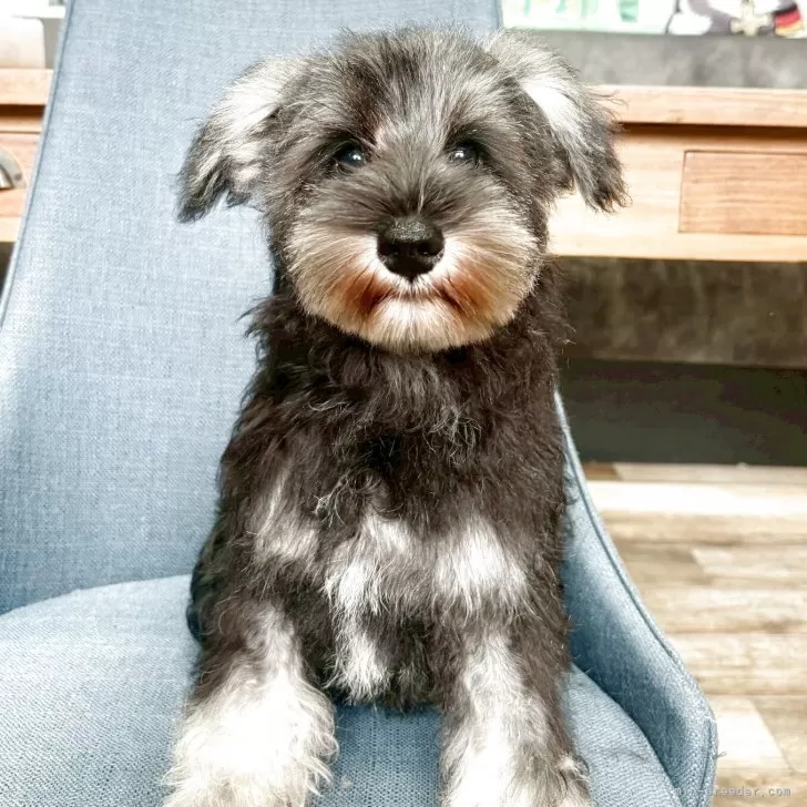 ミニチュアシュナウザー【大阪府・女の子・2025年6月19日・ソルト&amp;ペッパー】の写真1