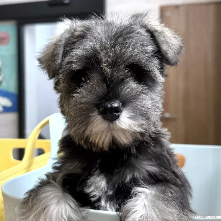 ID:2501-05040の子犬