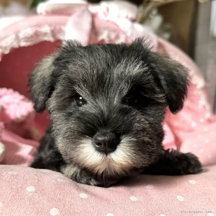 ID:2501-04419の子犬