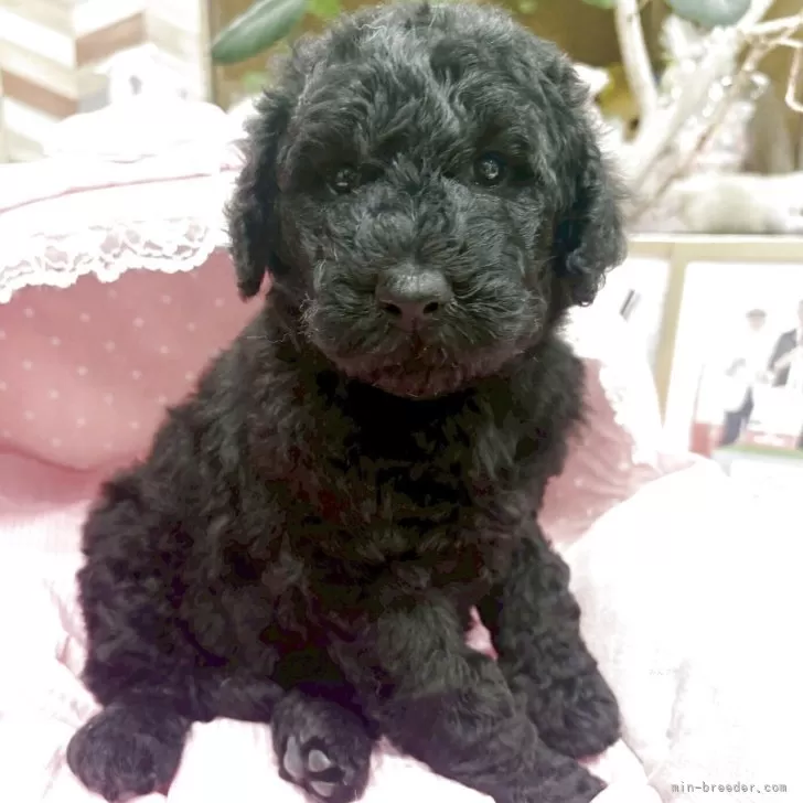 スタンダードプードル【大阪府・女の子・2025年10月17日・ブラック】の写真1