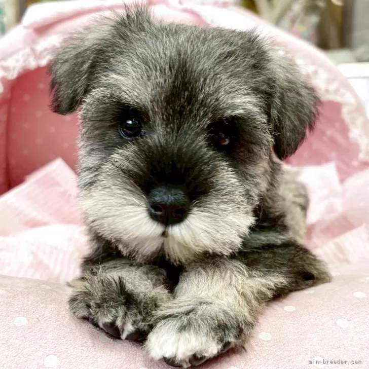 ミニチュアシュナウザー【大阪府・女の子・2025年9月23日・ソルト&amp;ペッパー】の写真1