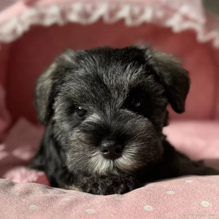 ID：2411-06505の子犬