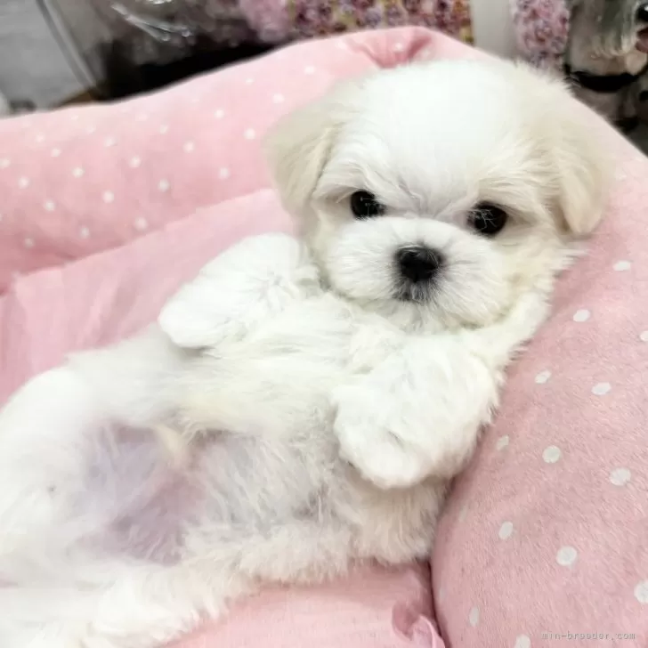 ID:2411-01136の子犬