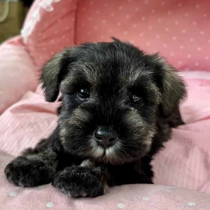 ID:2412-00649の子犬