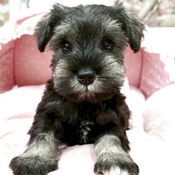 ミニチュアシュナウザー【大阪府・女の子・2025年9月23日・ソルト&ペッパー】の写真「とっても可愛い小ぶりサイズの女の子💛」