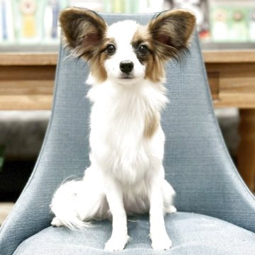 パピヨン【大阪府・女の子・2025年6月6日・ホワイト&ブラウン】の写真「笑顔が似合うとても可愛い女の子💛」