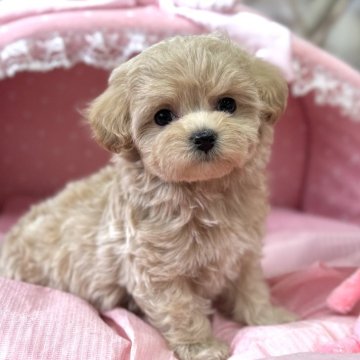 マルプー(マルチーズ×トイプードル)【大阪府・男の子・2025年1月10日・クリーム】の写真「とってもとっても可愛いマルプー君💛」