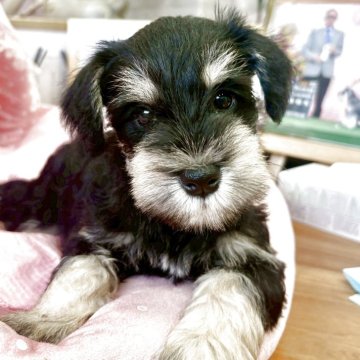 ミニチュアシュナウザー【大阪府・男の子・2025年9月11日・ブラック&シルバー】の写真「パパチャンピオン！とてもとても可愛いボク💛」