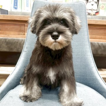 ミニチュアシュナウザー【大阪府・男の子・2025年6月19日・ソルト&ペッパー】の写真「パパチャンピオン！とてもとても可愛いボクちん💛」